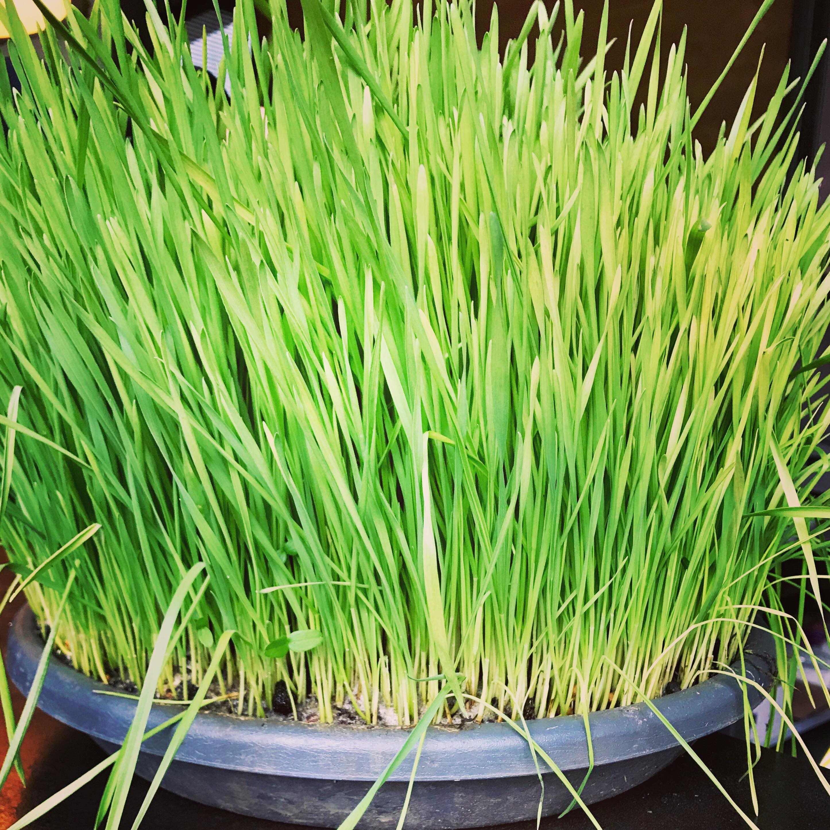 37841956_10155902778489200_69189487892103168_n