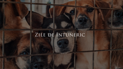 Zile de întuneric